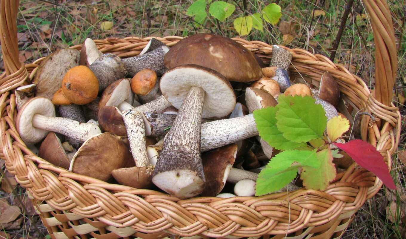 wild, season, dish, mushroom, ukrainsek, smachnyi, social, korisnyi, artfilegribnii