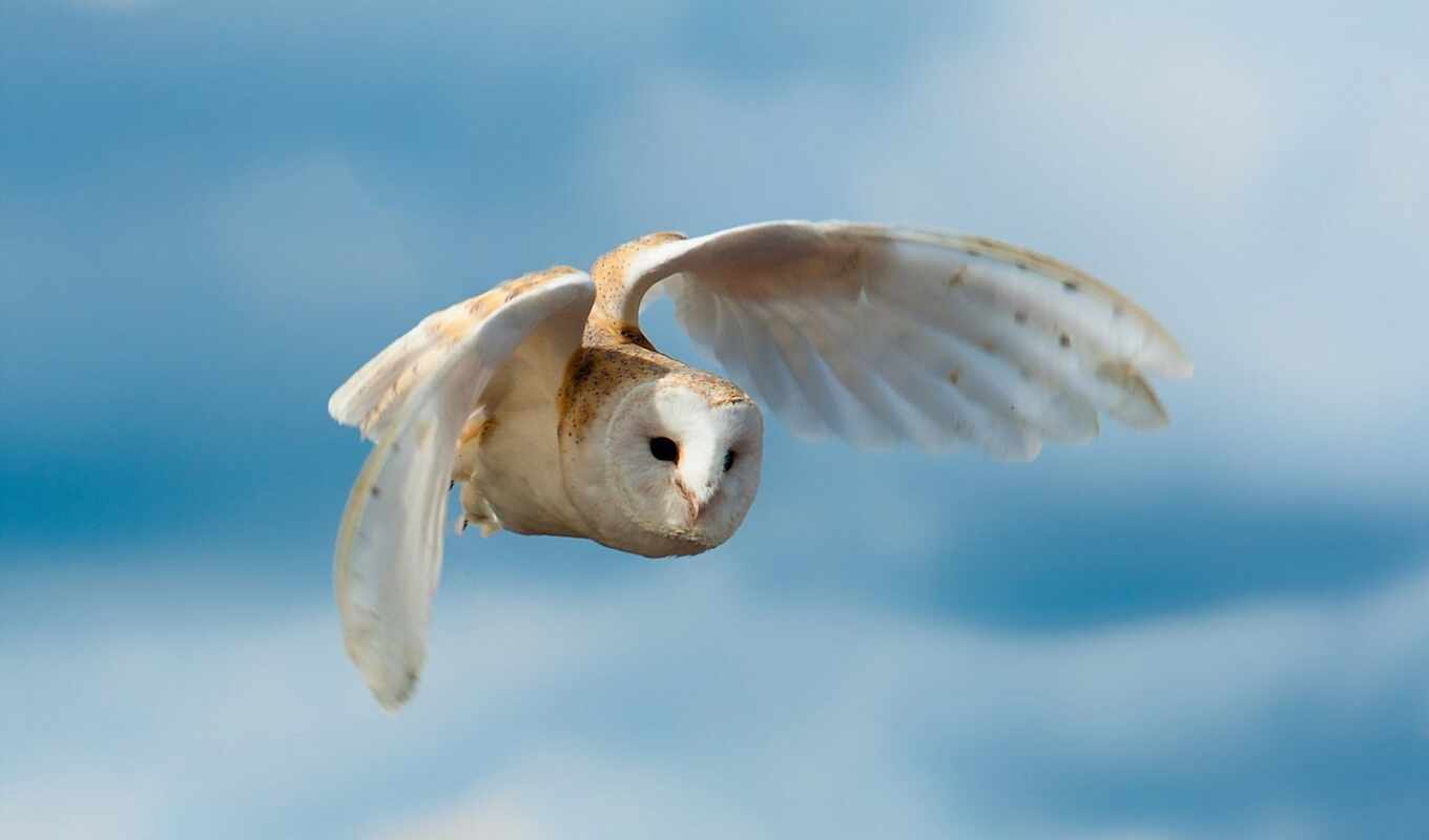 white, flight, owl, bird, flying, wings