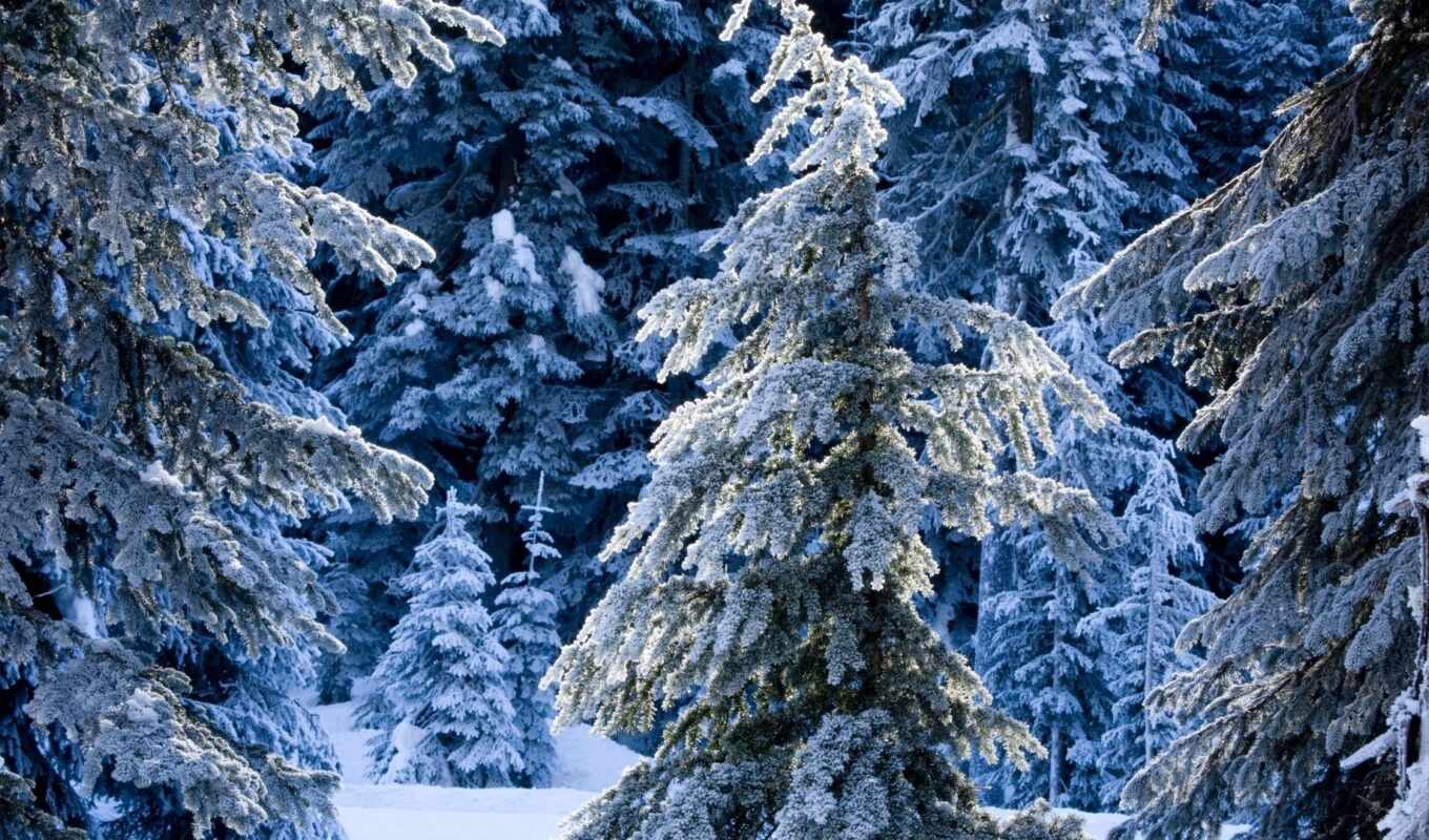снег, winter, лес, gif, анимации, gorgeous