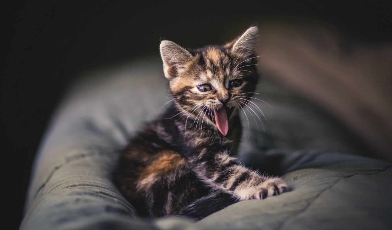 кот, cute, котенок, animal, зубы, язык, wallhaven