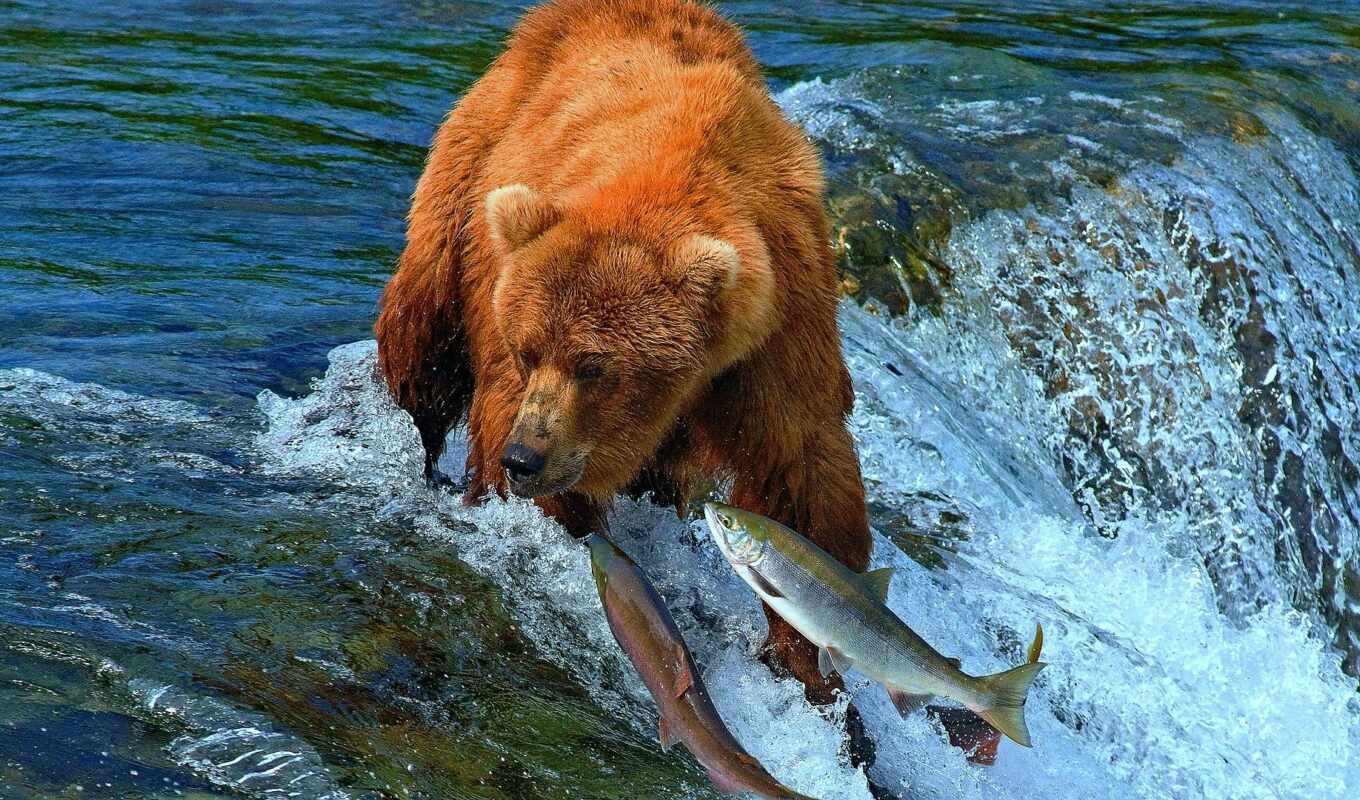 water, медведь, fish, река