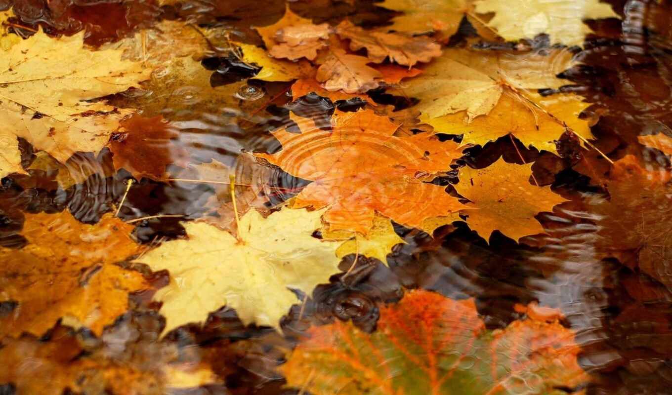 природа, water, заставки, осень, листва, желыте