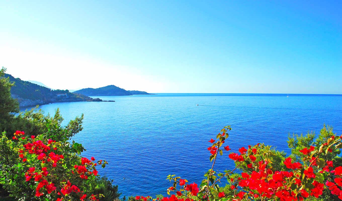 beach, landscape, sea, coast, flowers, tapety, cvety, free