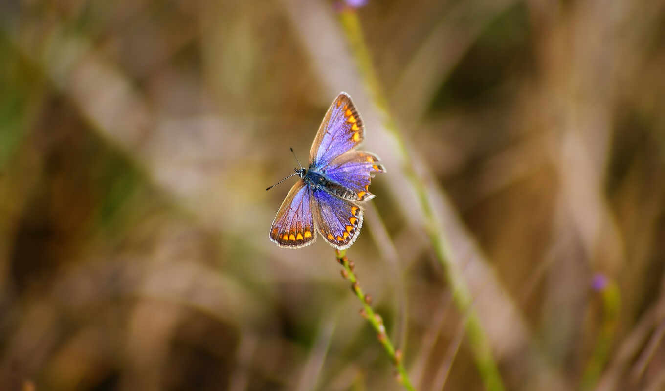 photo, high, completely, resolution, picture, butterfly, nokia