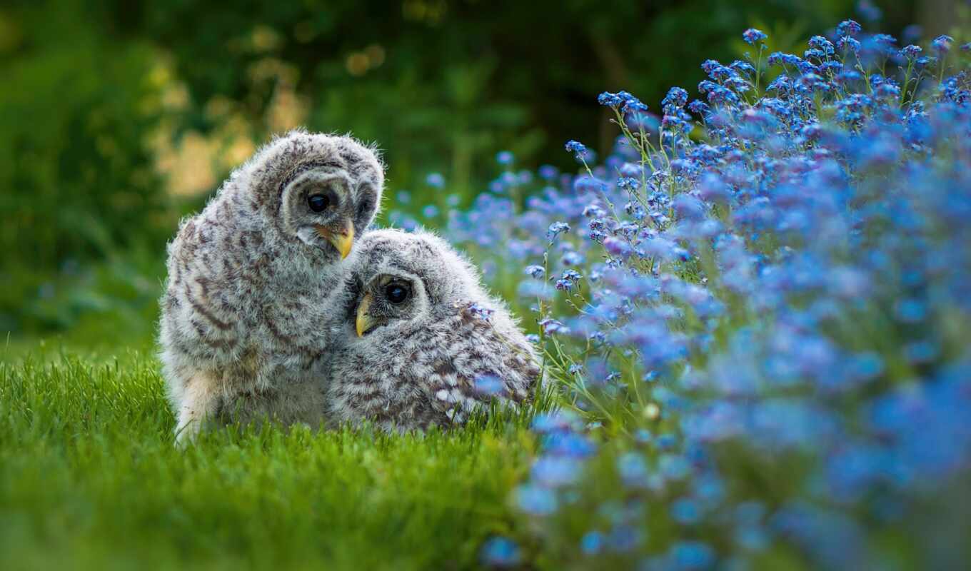 flowers, grass, owl, cute, bird, baby, two, id, photo wallpapers, my wife