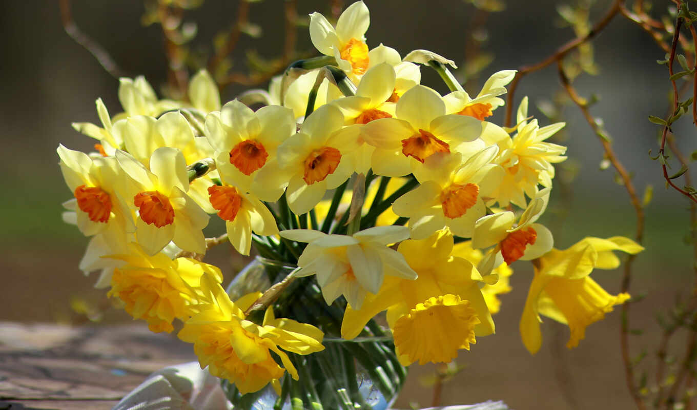 flowers, rose, category, branch, spring, bouquet, vase, tulip, narcissus, daffodil, pazlyi