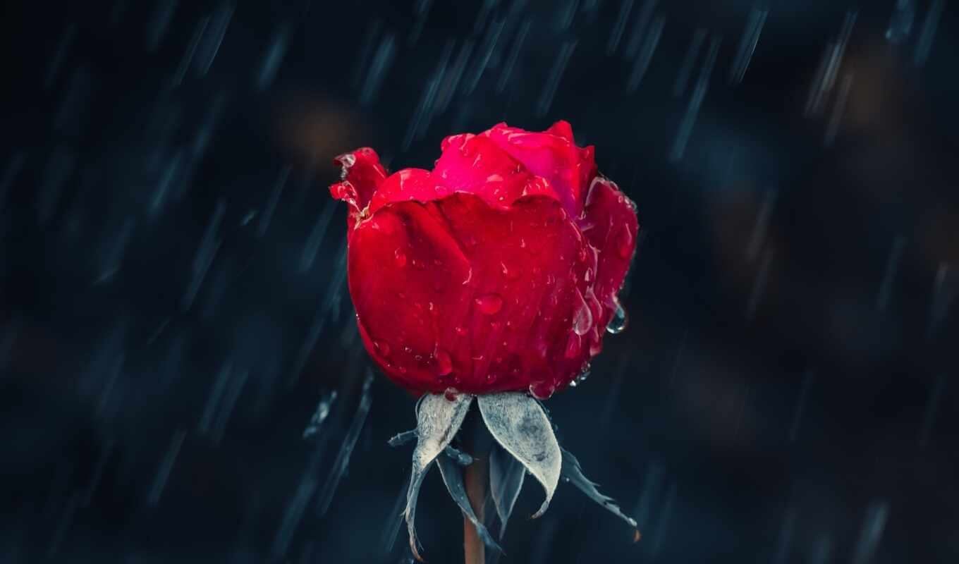 цветы, роза, ipad, дождь, red, взлёт, pro, parallax, makryi