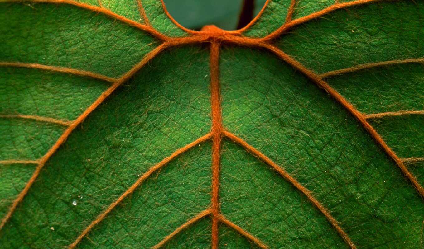 nature, pattern, green, leaf, symmetry