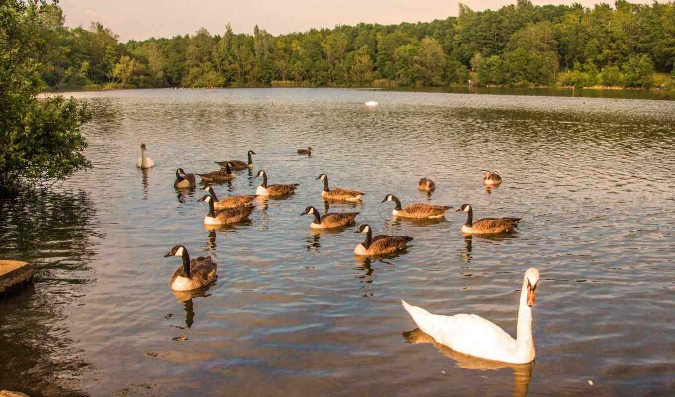 lake, forest, duck, swan, privacy, compete, simplification, homeoboi