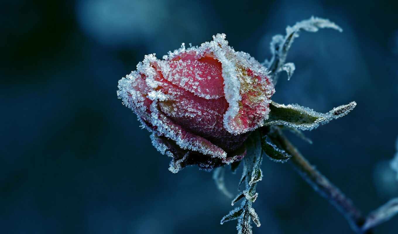 цветы, роза, иней, снег, winter