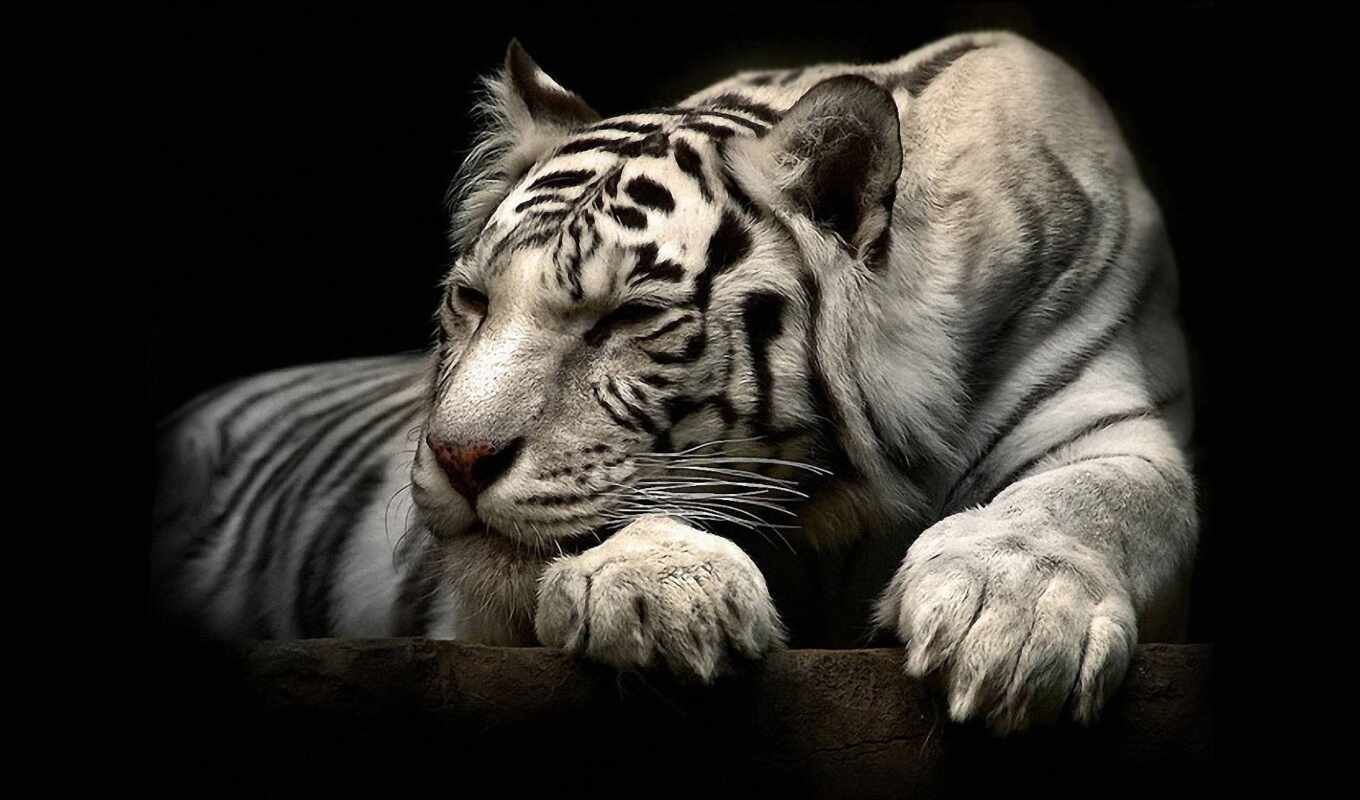 белый, тигр