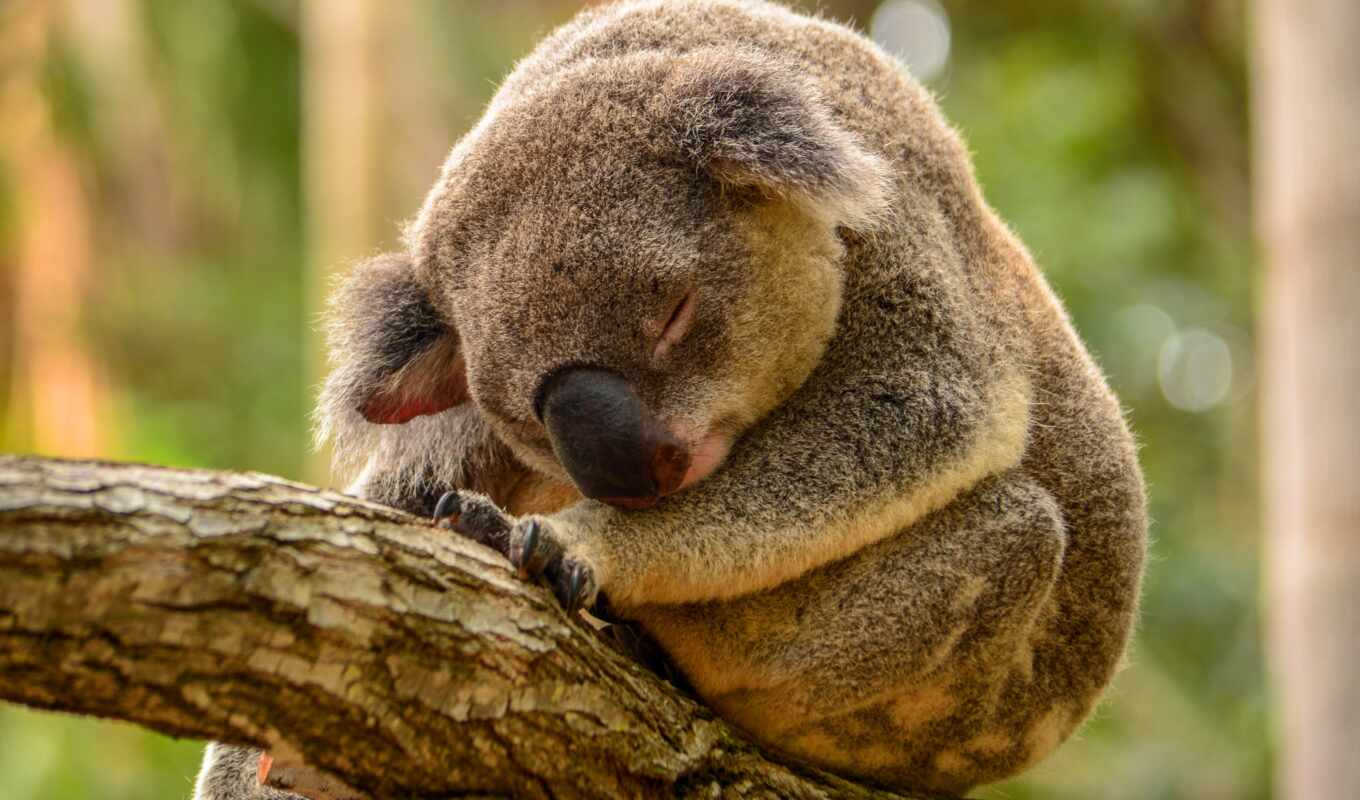 pic, медведь, спать, national, travel, коала