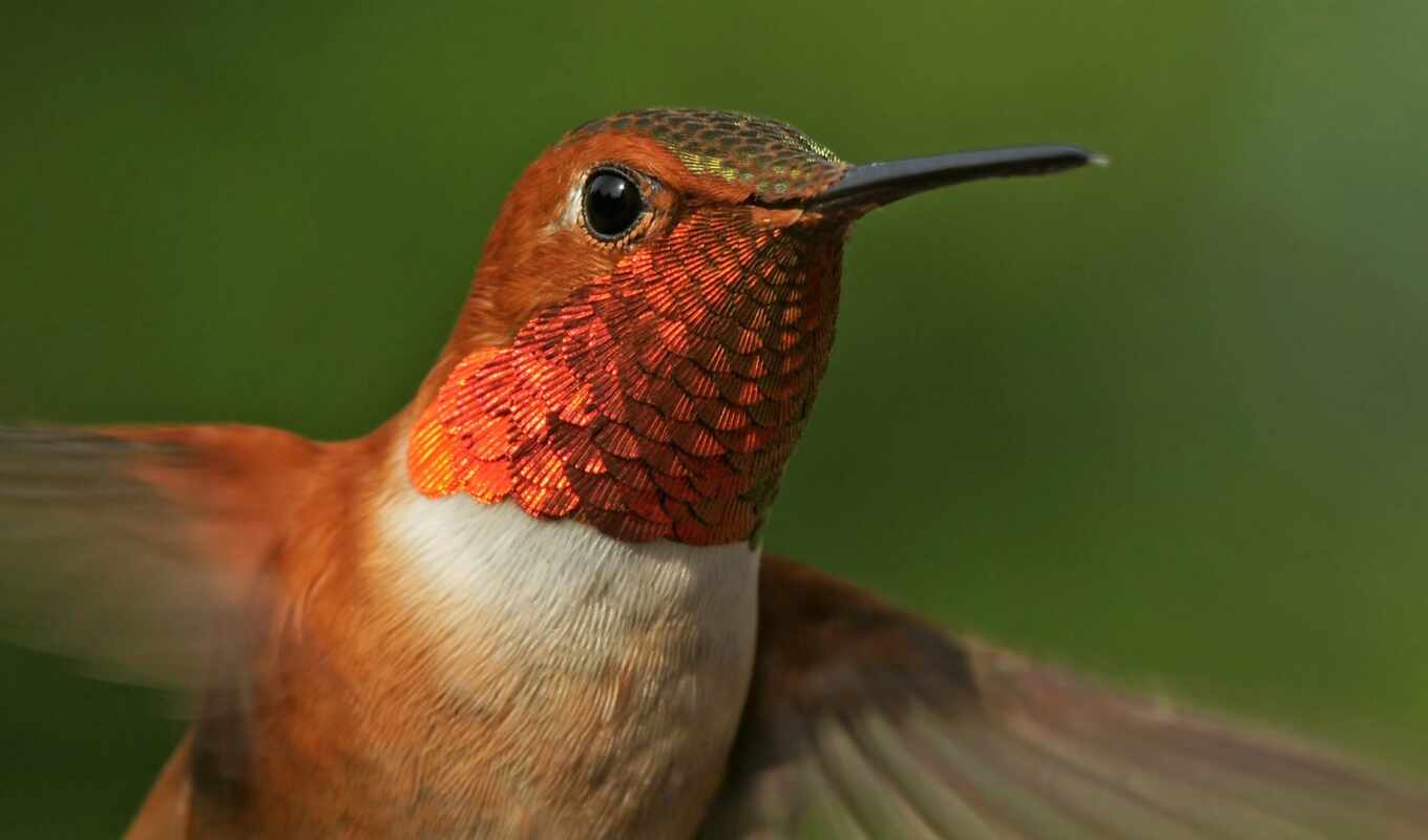 rufous, hummingbirds