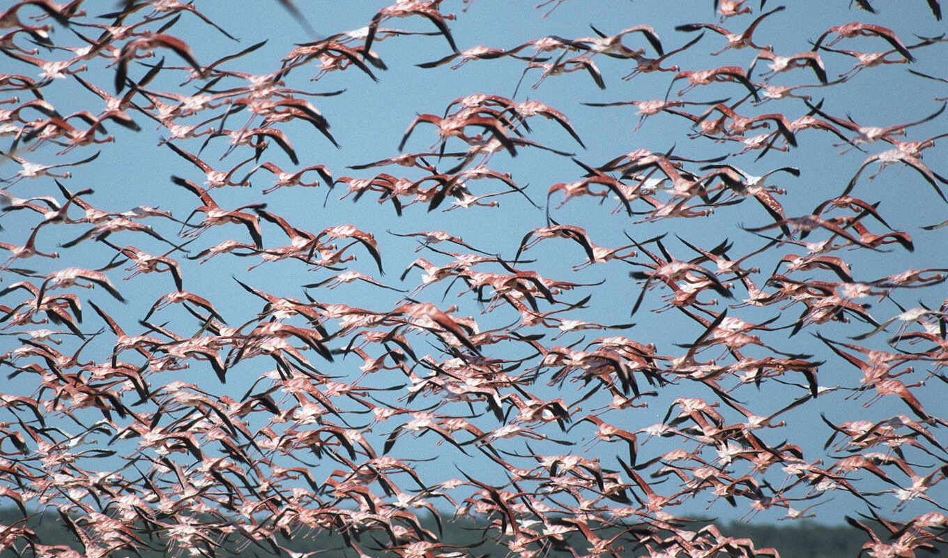 birds, flamingo, mexico, reserve, birds, 100, pack, celestun, ria, biosphere, celestún, greater, flamingos, ría, reserva, flamencos