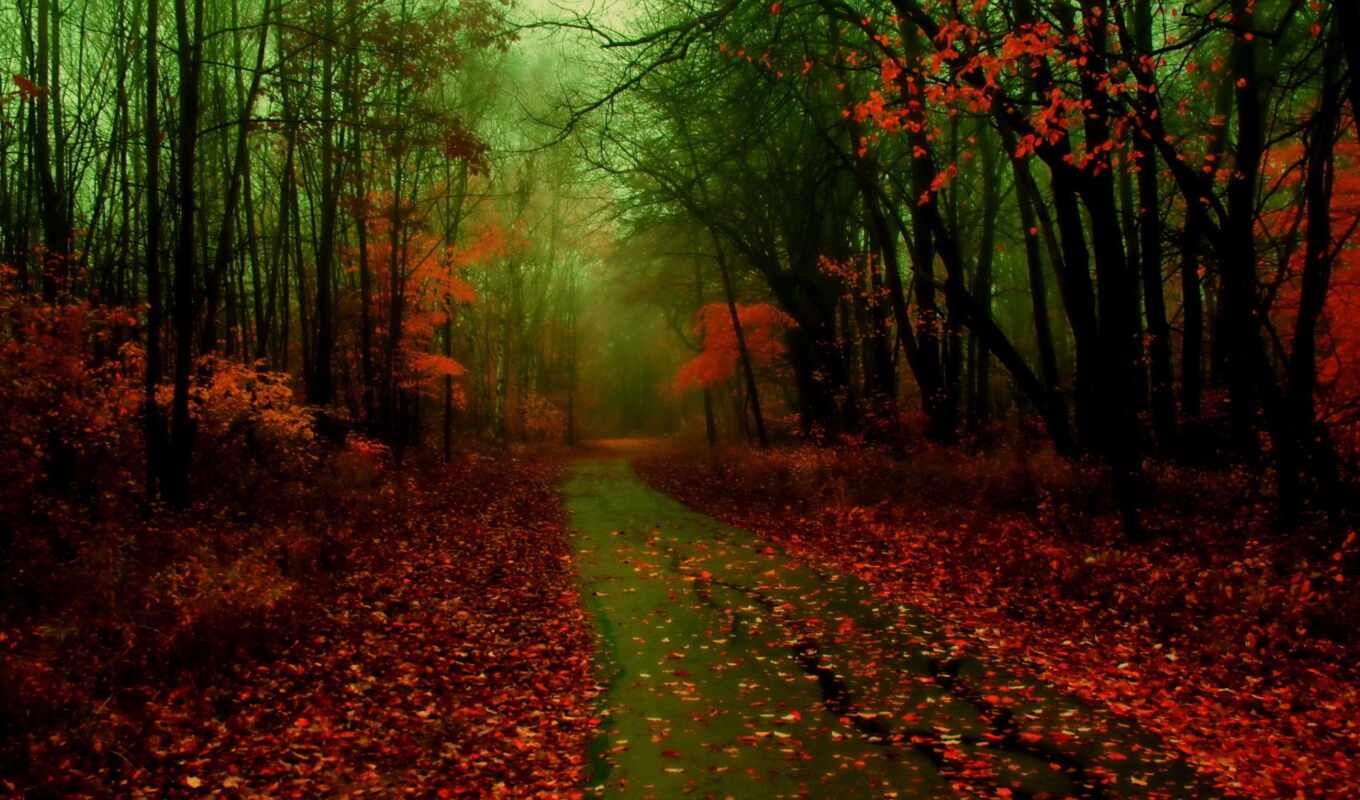 природа, картинку, изображение, листья, лес, дорога, дороги, добавил, осень, балла, туман