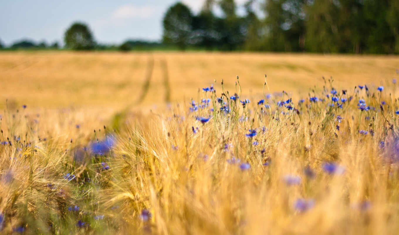 цветы, поле, синие, пшеница, колосья, васильки