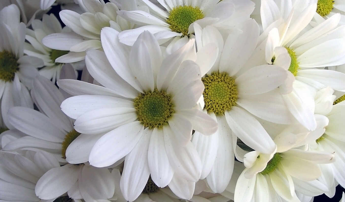 white, chrysanthemum, ромашка, funart, oir