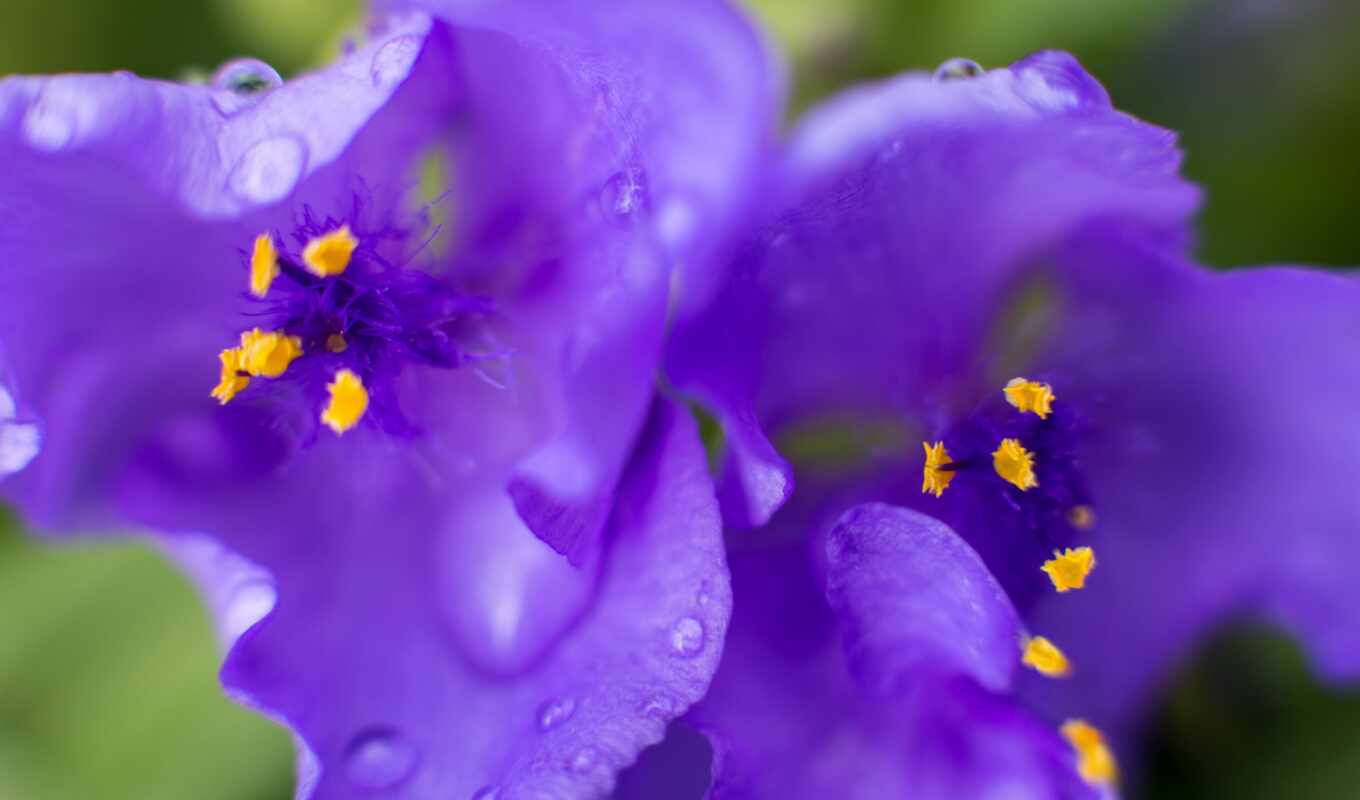 flowers, purple