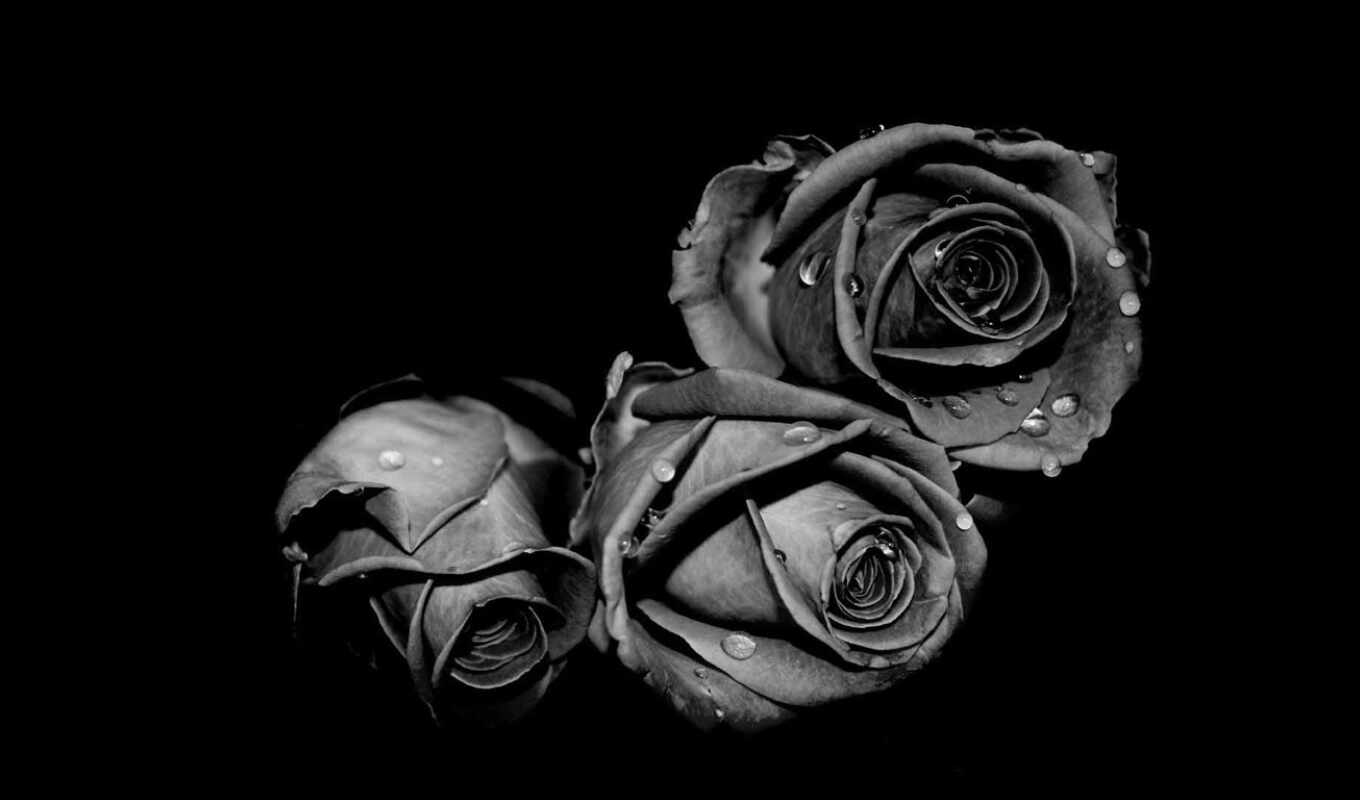 black, цветы, роза, drop, черная, water, взлёт, monochrome