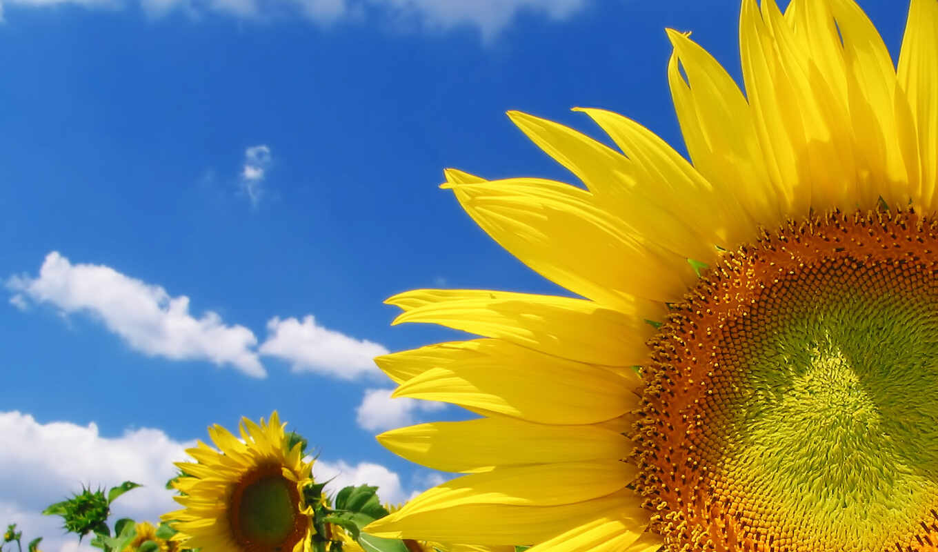 sky, flowers, background, field, sunflower, plant, yellow, lecithin