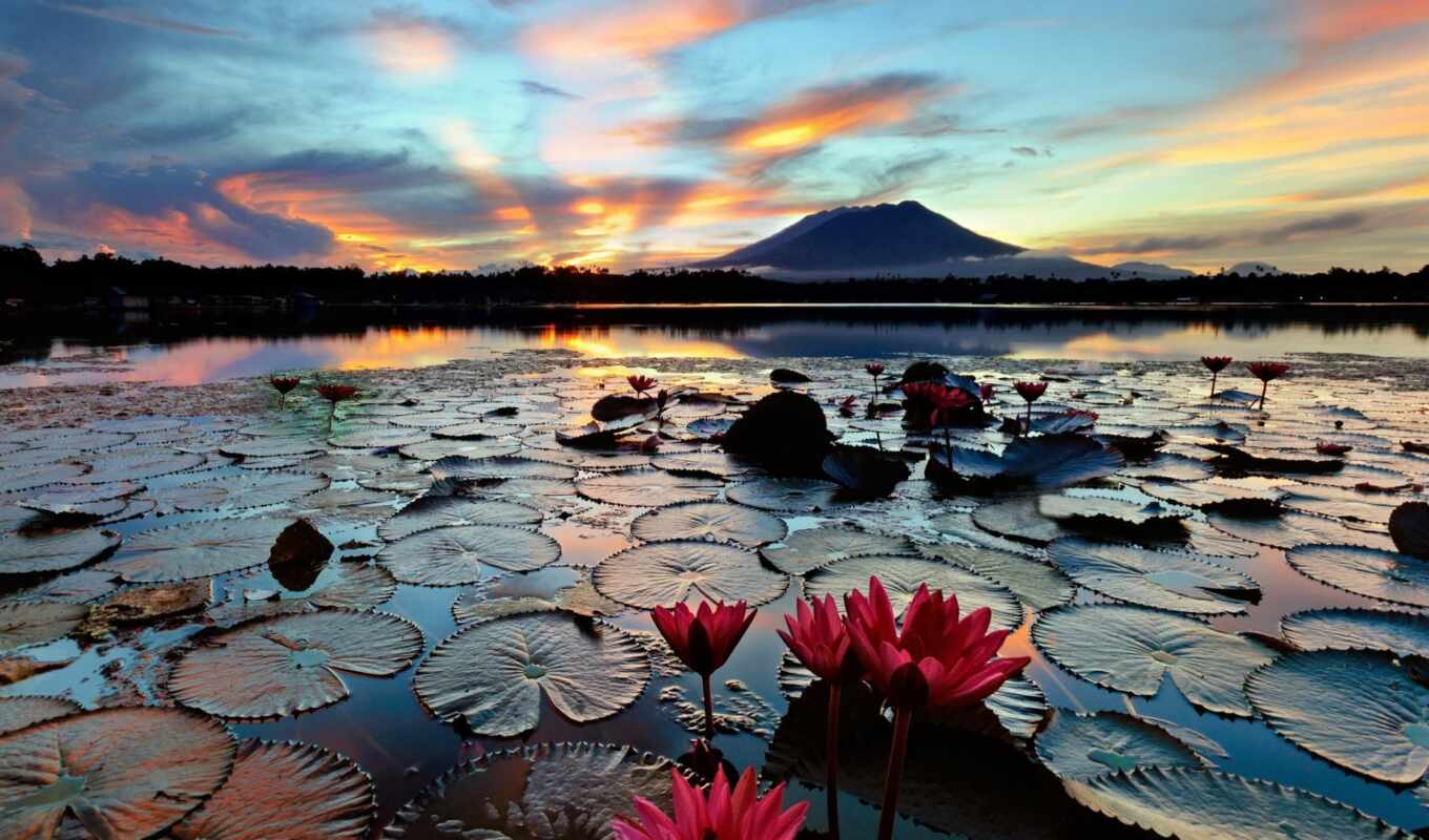 озеро, природа, цветы, water, landscape, lotus, lily, leaf, philippines
