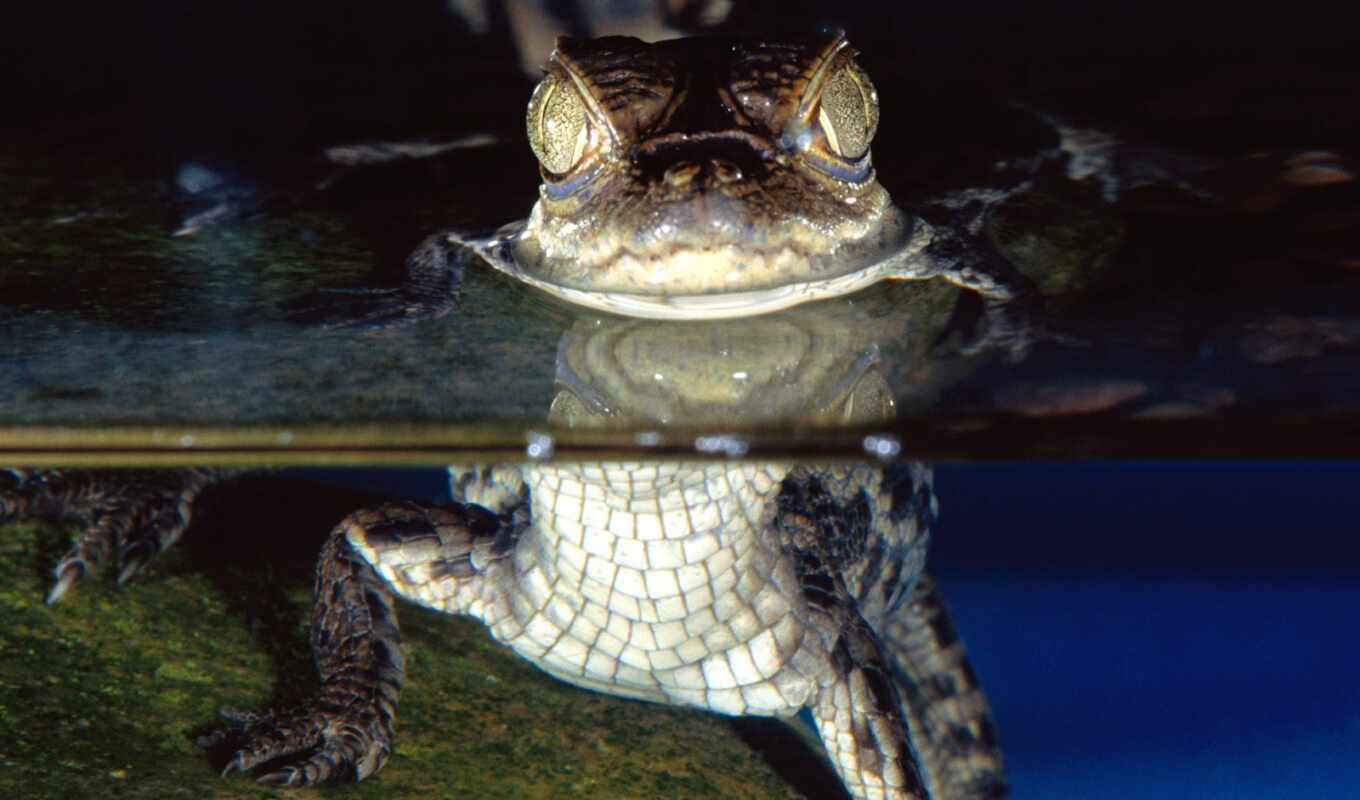 daler, крокодил, маленькие, вопрос, small, шнапи