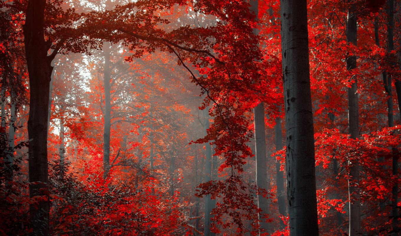 red, лес, осень, красная, листва, леса