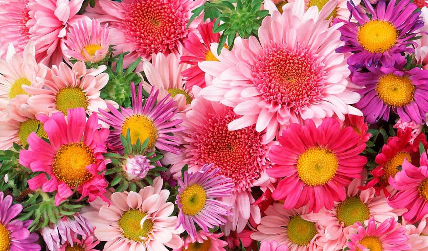 цветы, красивые, бесплатные, цветов