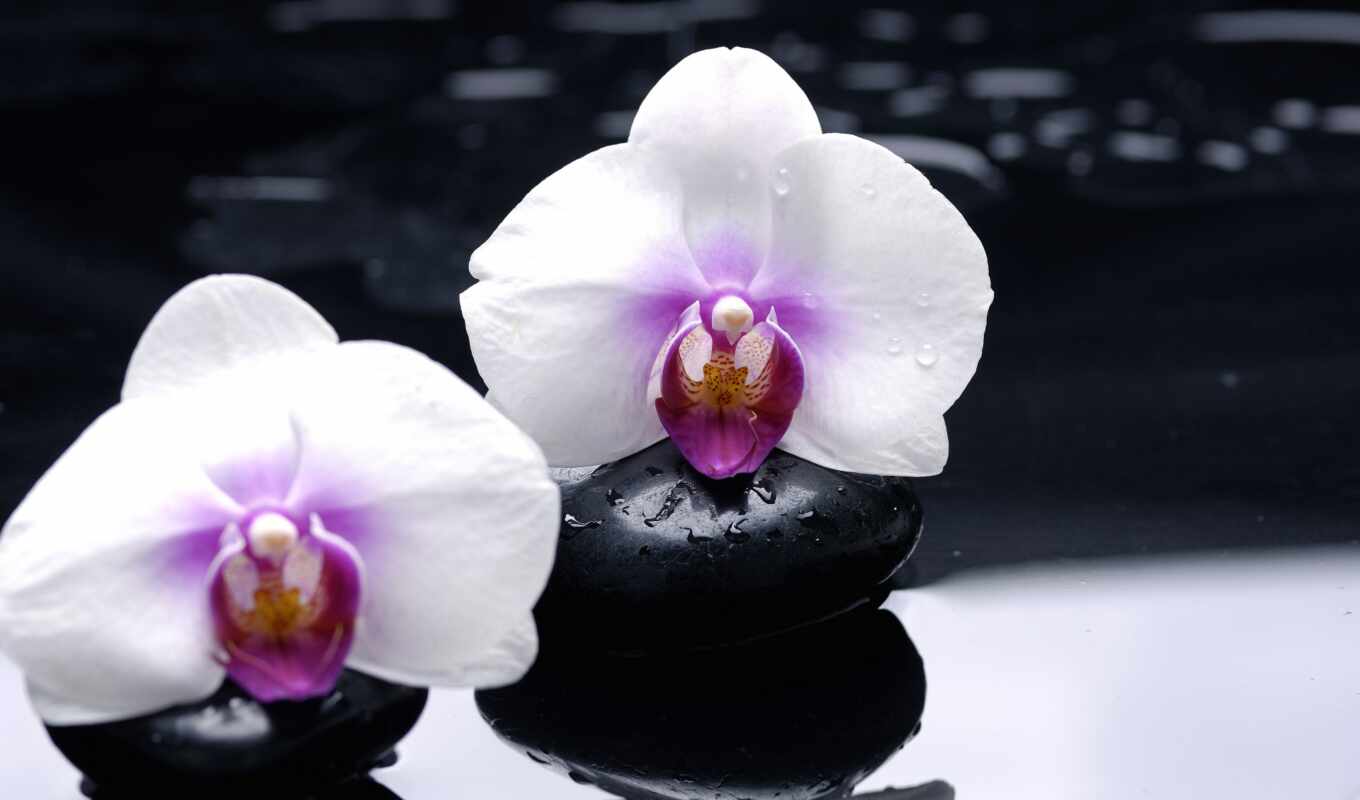 black, цветы, широкоформатные, белые, отражение, орхидеи, гладкие, камни