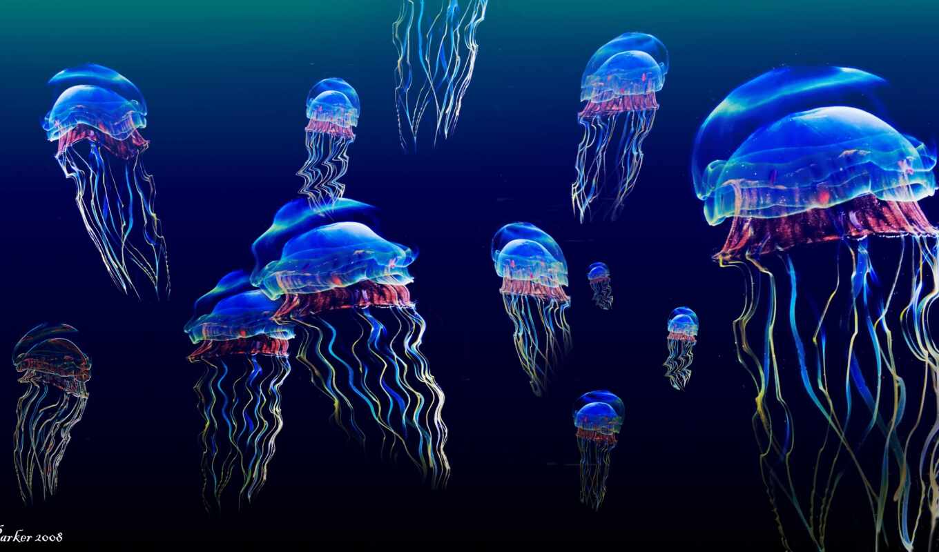 коллекция, water, красивый, jellyfish, под