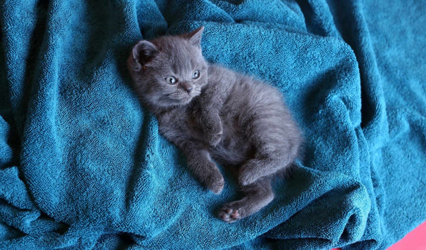 blue, серый, кот, british, котенок, baby, kitty, britanec
