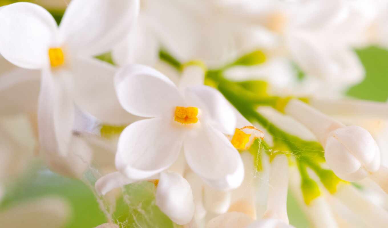 цветы, white, oir