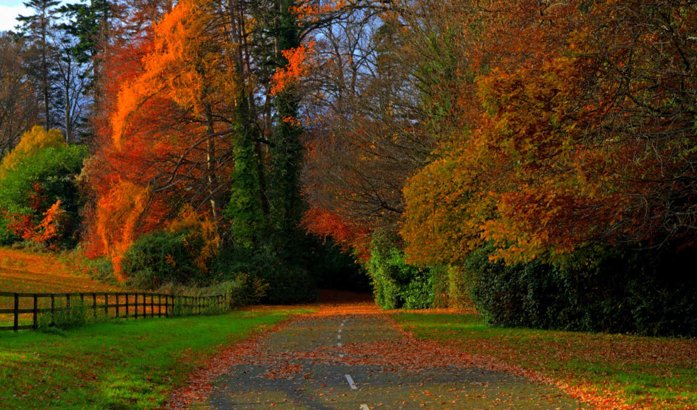road, autumn