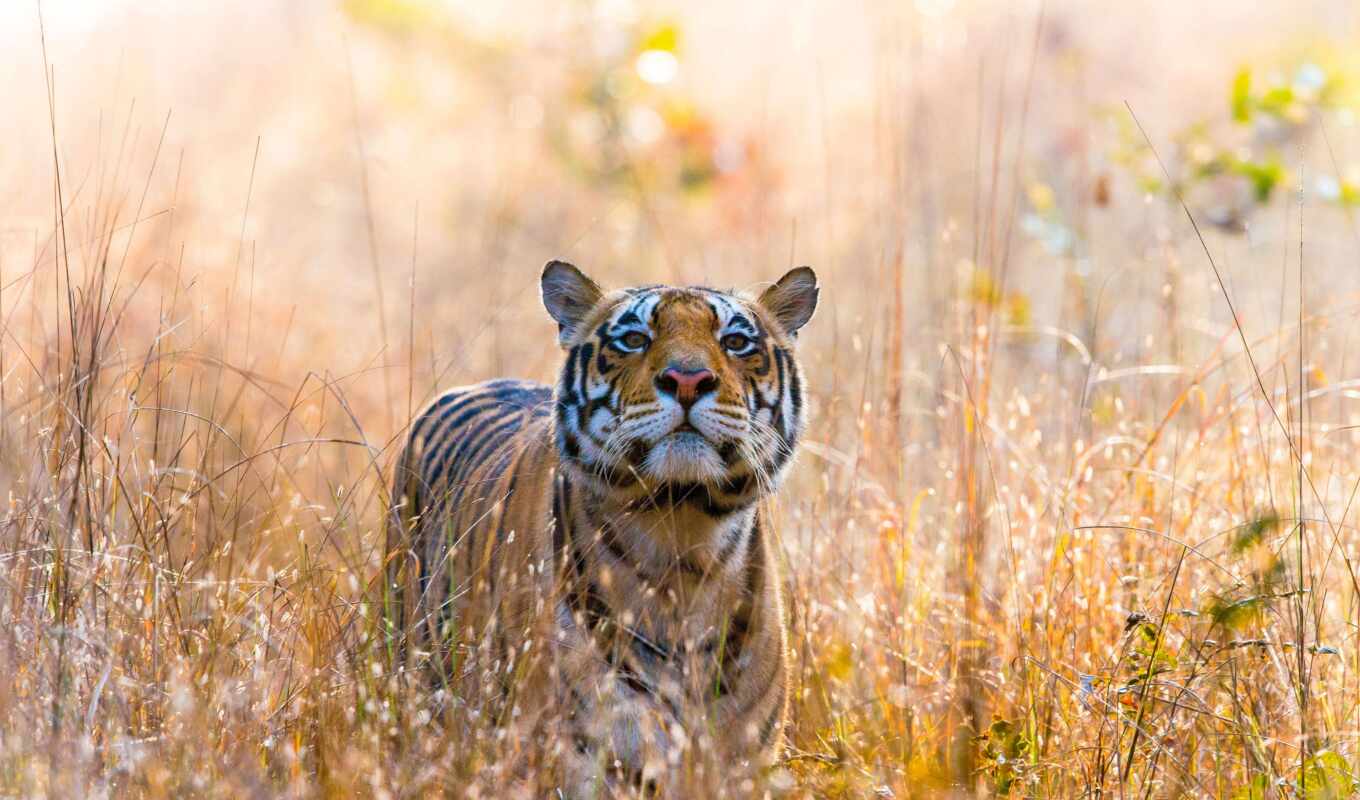 tiger, park, india, national, safari, remote control, madhya
