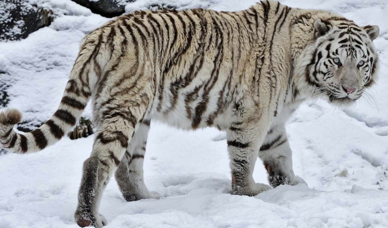 white, снег, тигр, animal