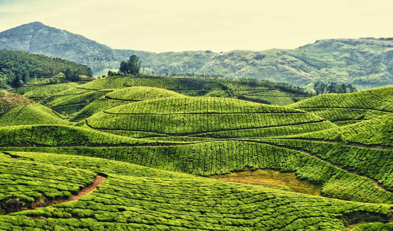 india, чая, плантация, чайные, индии, kerala, плантации, муннар