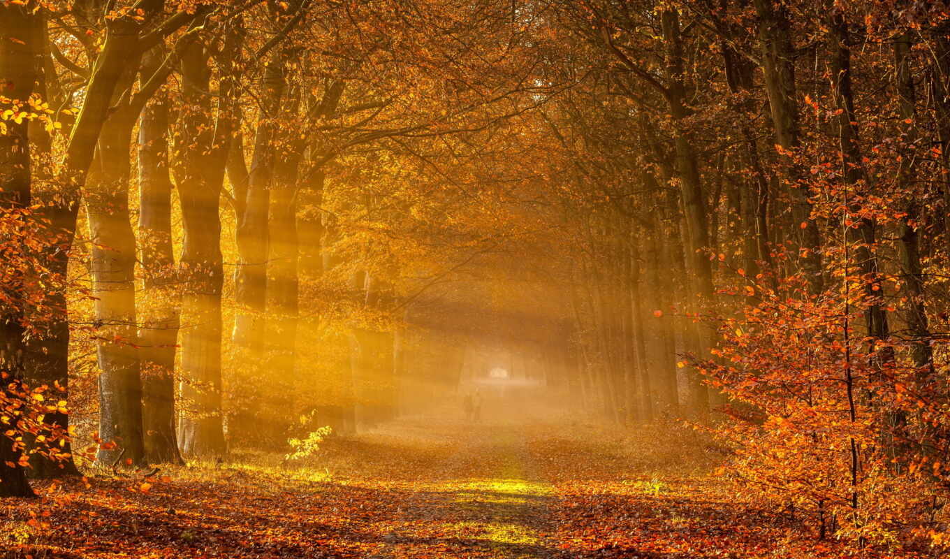 природа, лес, дорога, landscape, осень, trees, туман