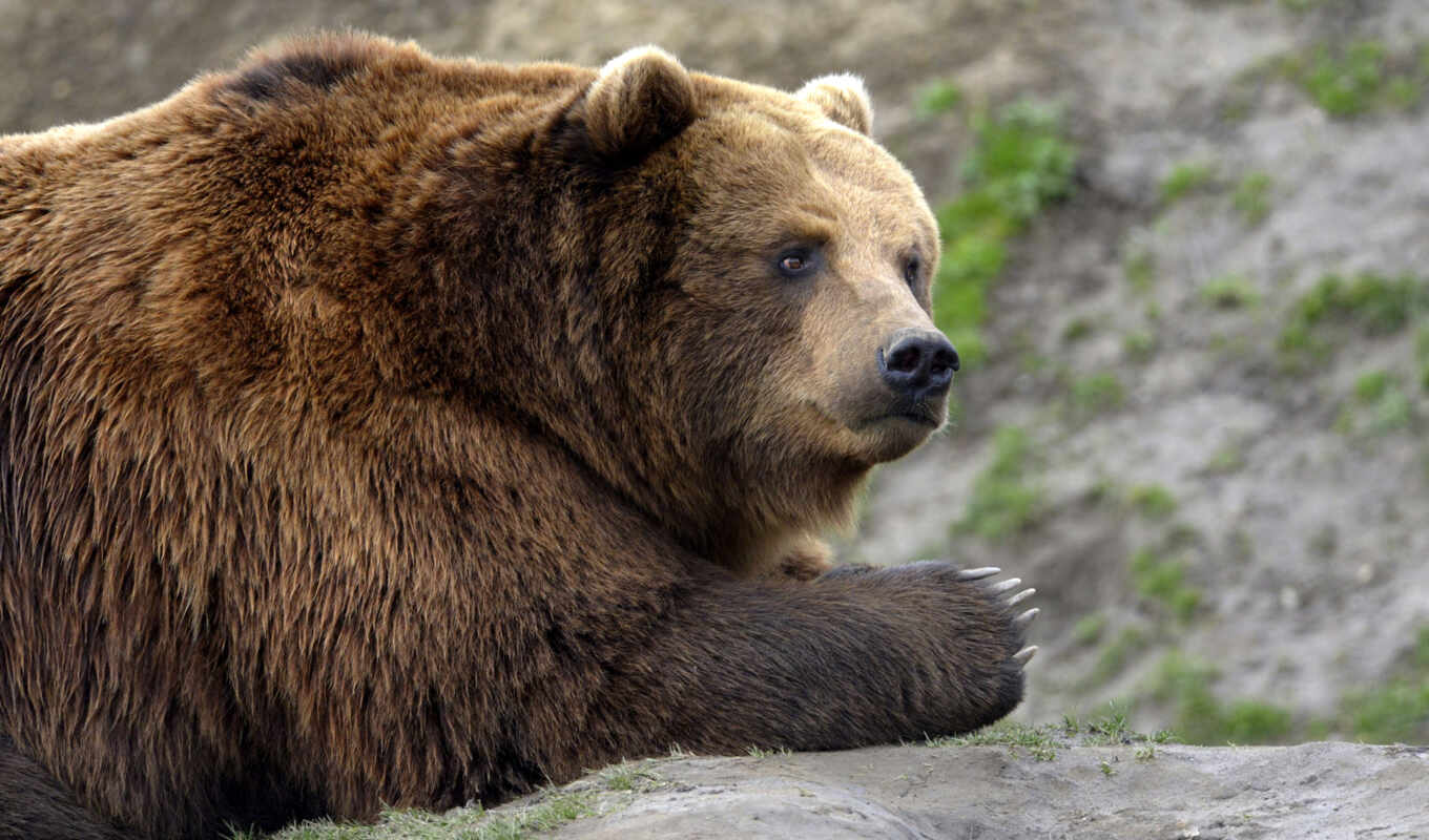 медведя, русского, orso