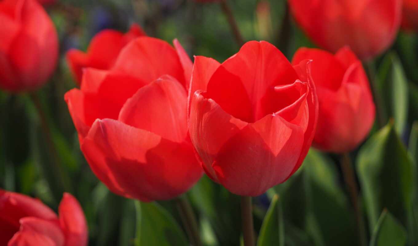 free, images, tulips, pixabay