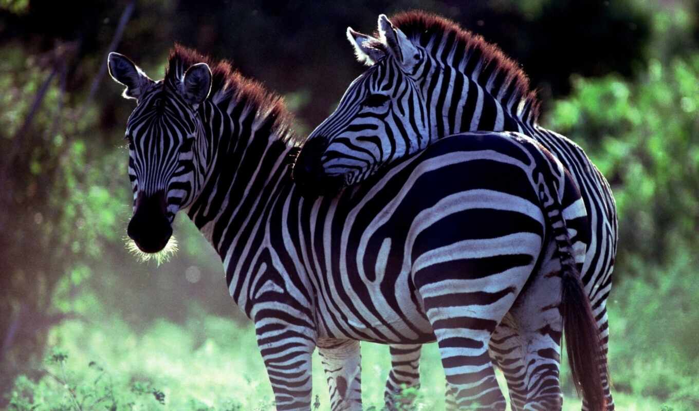 full, картинка, животных, zhivotnye, zebra, pisces, зебры, птицы