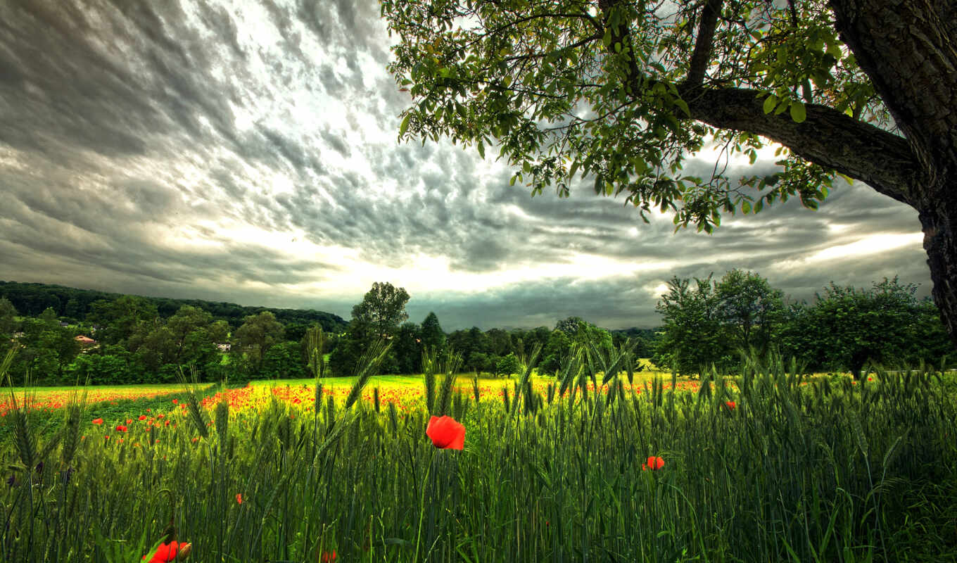 nature, sky, fantastic, field, beautiful, rye, poppies
