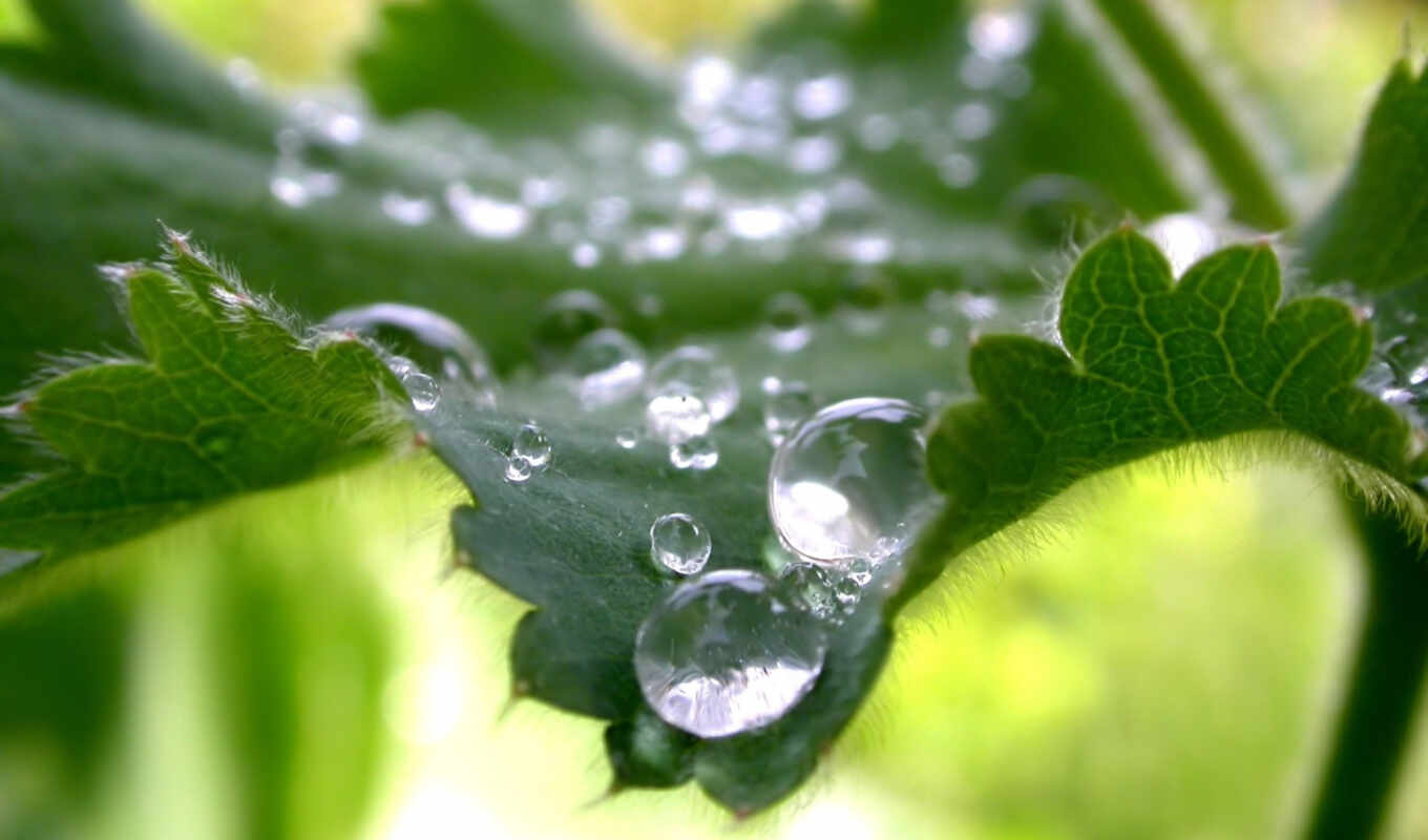 nature, full, drops, macro, dew, dew, leaves