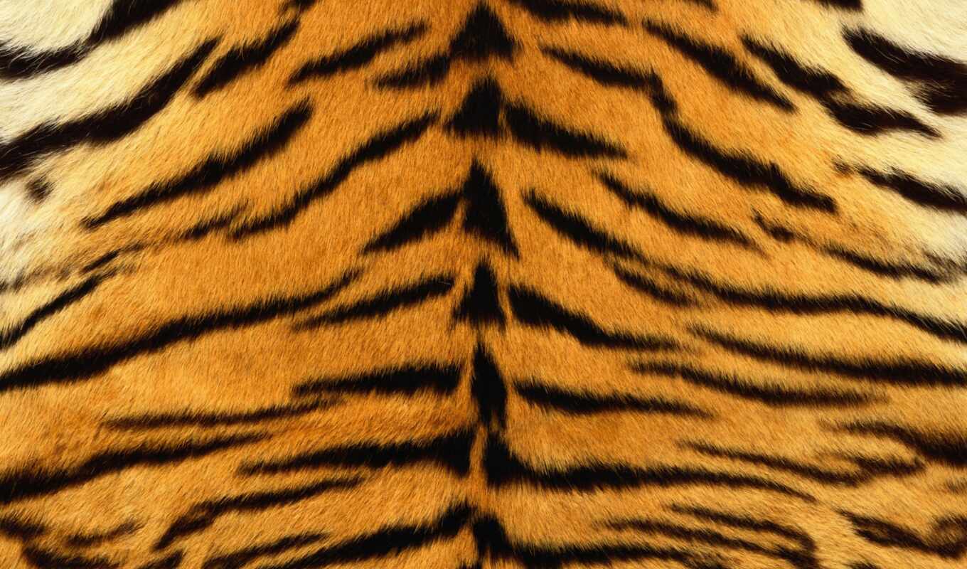 background, skin, stripe, top, tiger, striped, fur, stripping, cavallus