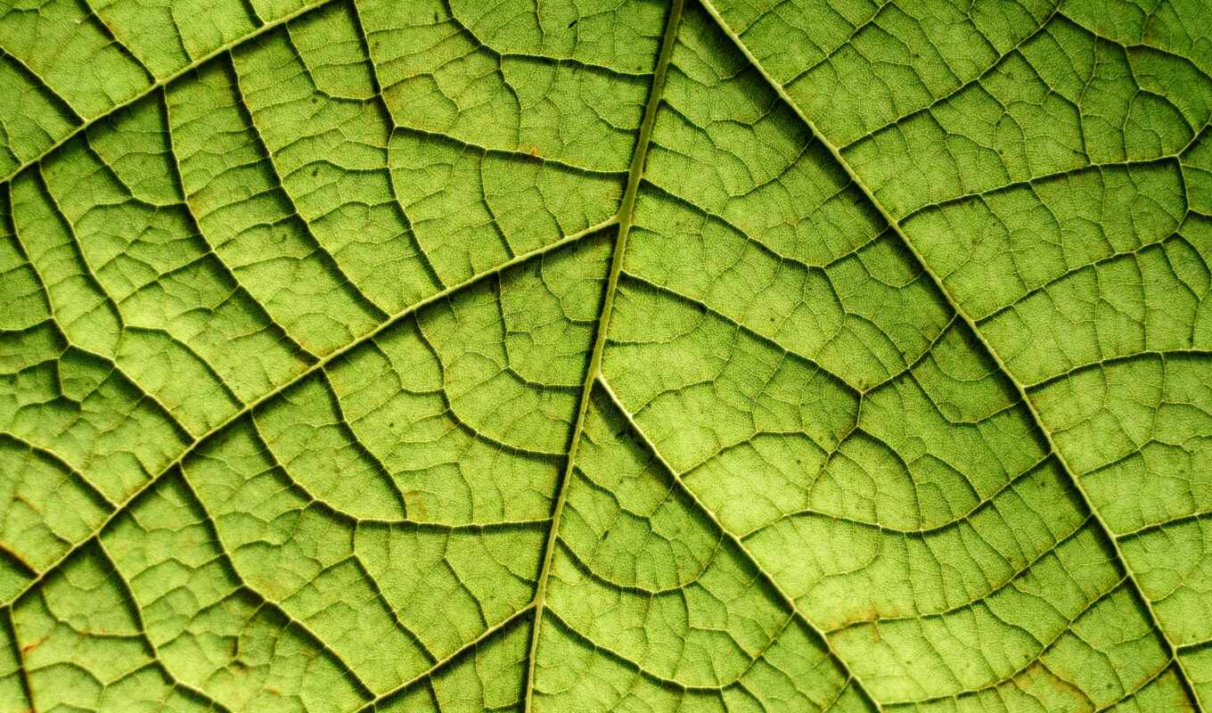 природа, текстура, зелёный, клеточка, осень, detail, closeup, leaf