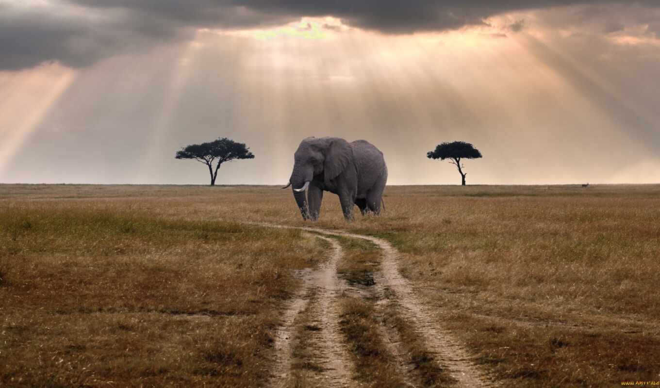 one, elephant, day, tribe, tourist, stand, safari, masai, mara, mombasa, safarit