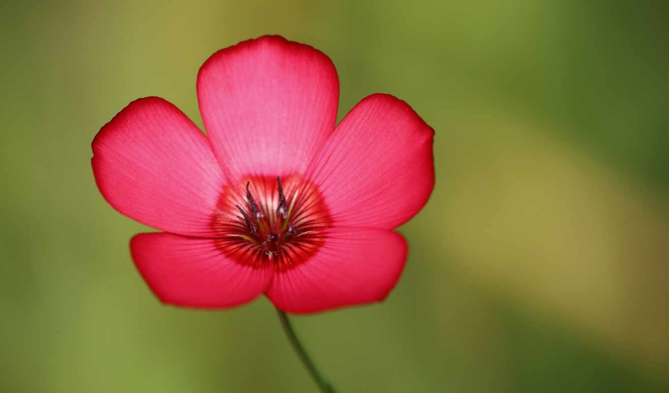 цветы, свет, red, лепестки, лен, pixabay