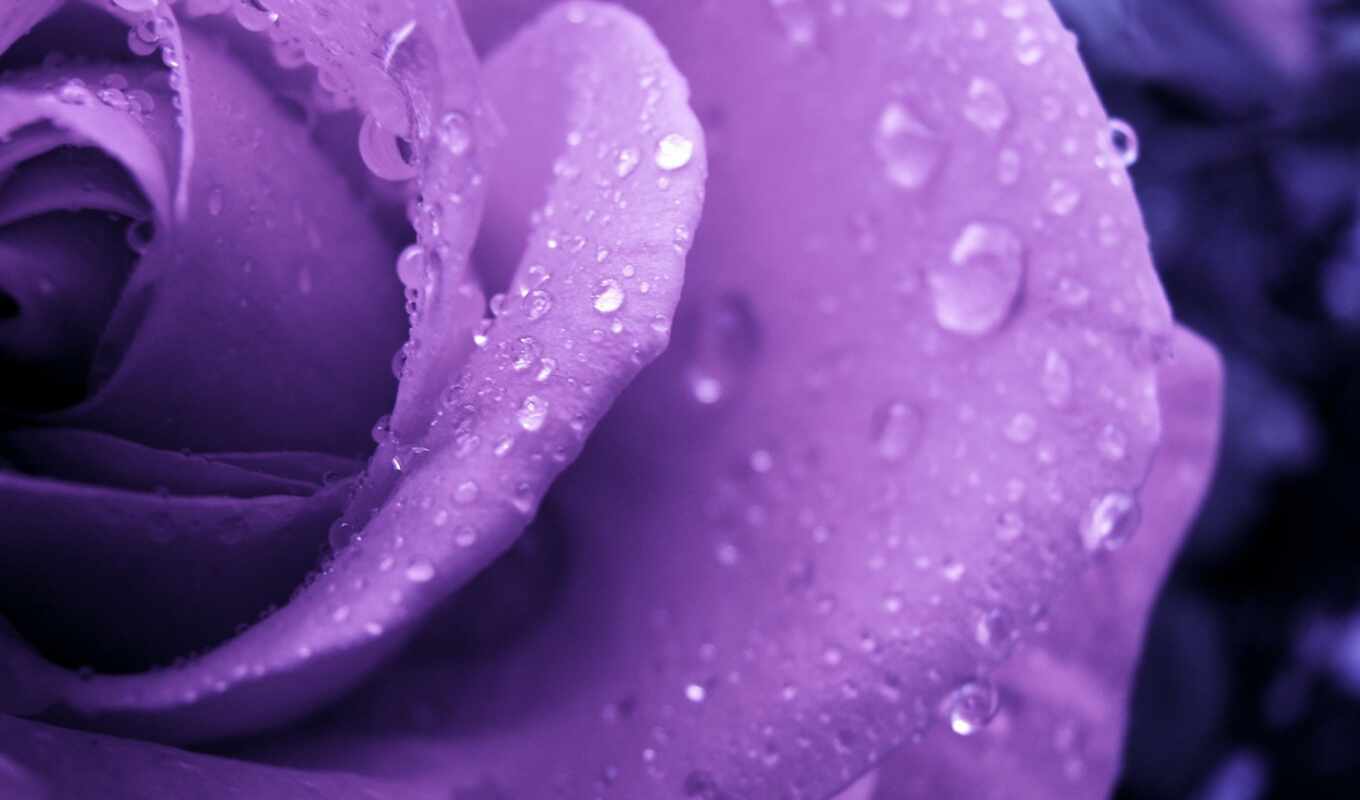 rose, purple, lilac