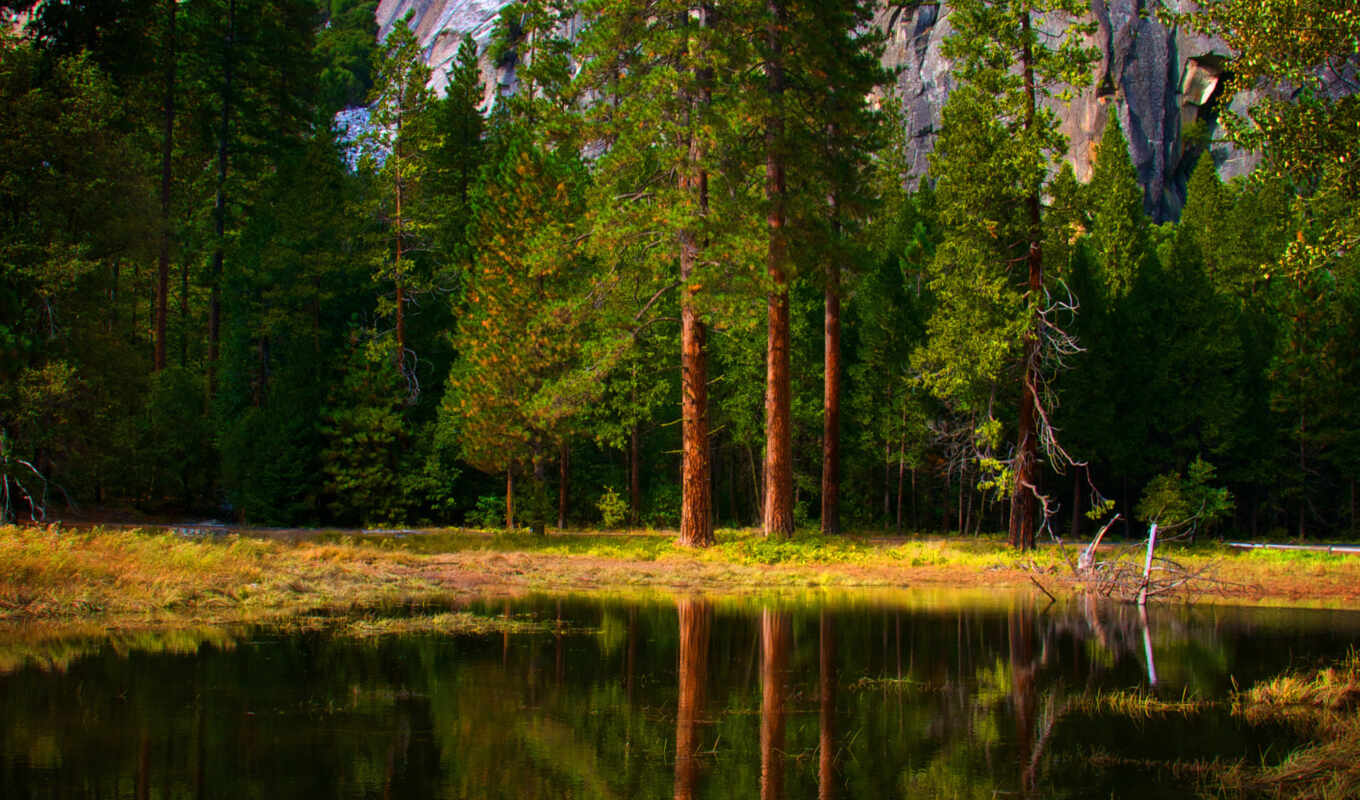 nature, tree, water, beautiful, trees, reflection, the woods
