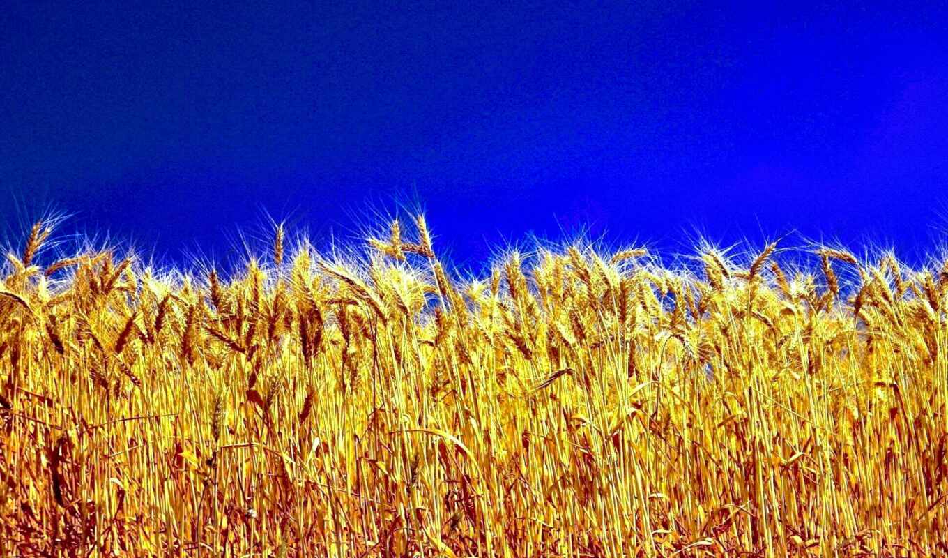 природа, небо, красивые, флаг, ukrainian, пшеница