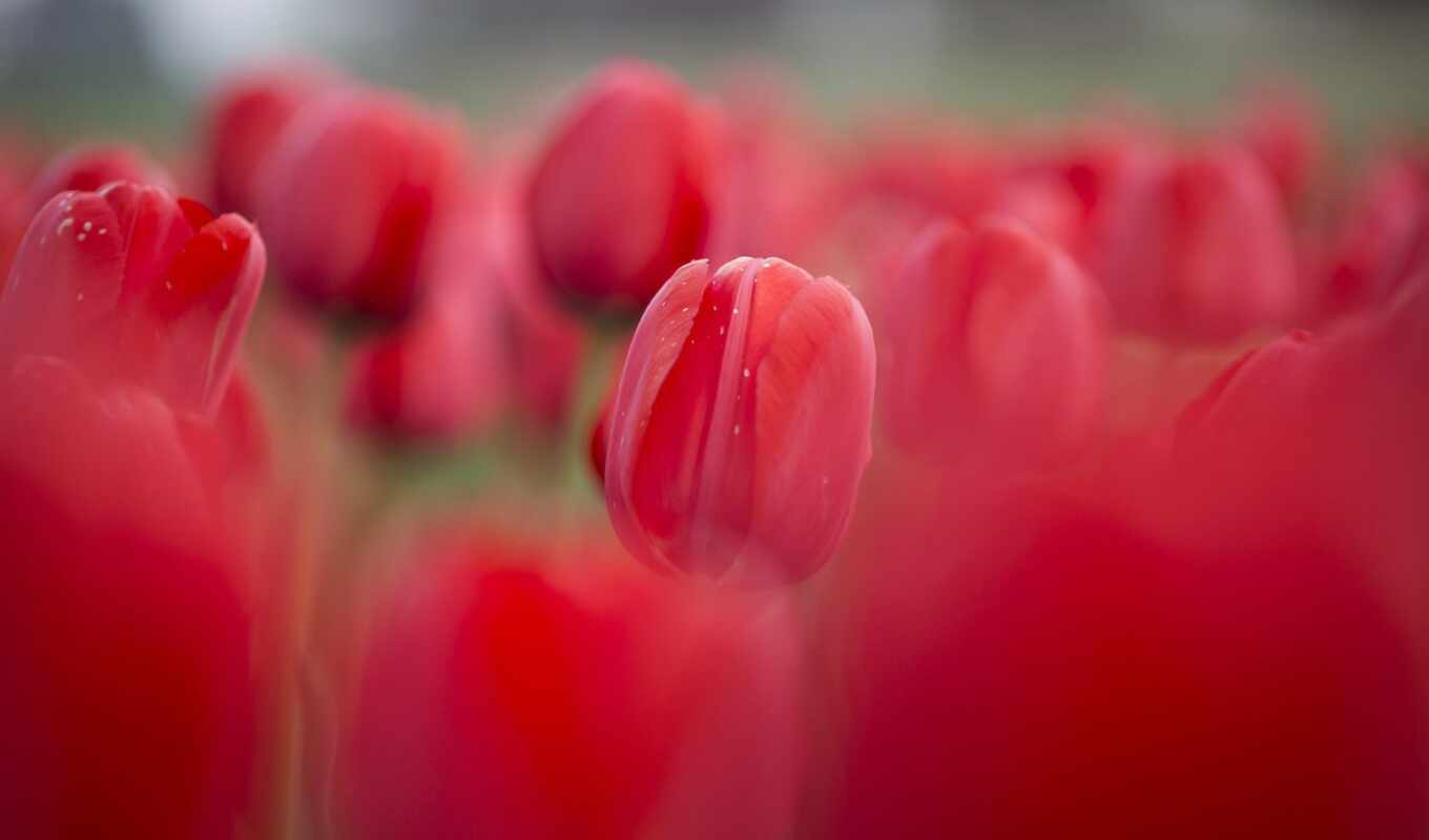 red, весна, тюльпан, cvety, obrázky, клумба